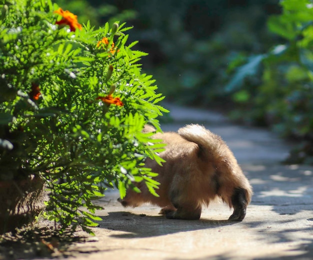 Piccolo soffice cucciolo di pechinese che gioca in una giornata di sole nel cortile