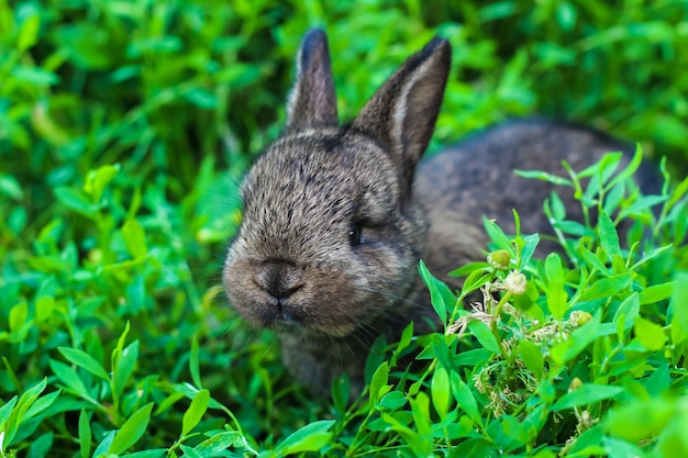 Little fluffy rabbit lurking in the green grass. Little bunny in the meadow