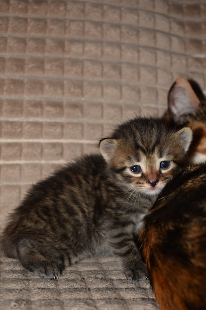 ソファの上の小さなふわふわの縞模様の子猫
