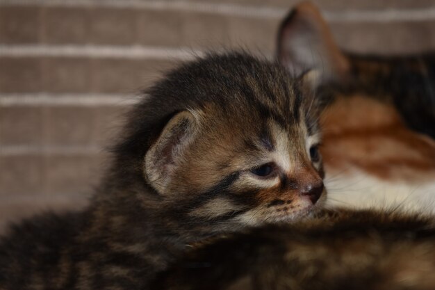 Little fluffy striped kitten on the couch