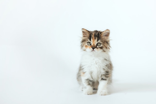 Little fluffy tricolor scottish kitten