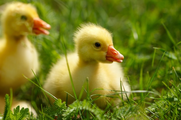 Little fluffy yellow goslings on the green grass.