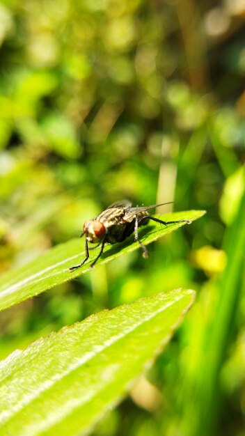 Photo a little fly on the leaf looking for food in the morning