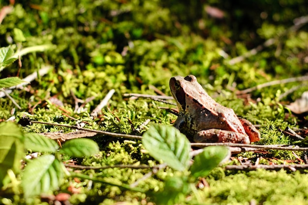 Little forest frog in the green moss