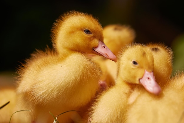 Little free range ducklings on green grass in the sun duck\
farm