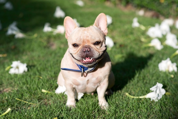 Little French bulldog sit and smile