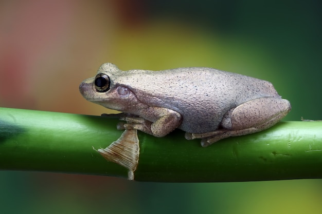 小さなカエルリトリアルベラオーストラリアのカエル