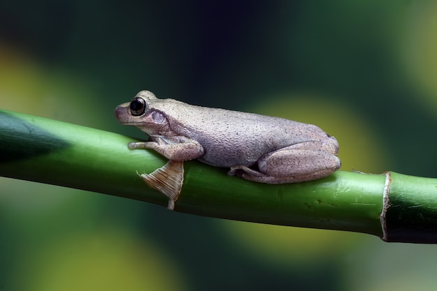 小さなカエルリトリアルベラオーストラリアのカエル