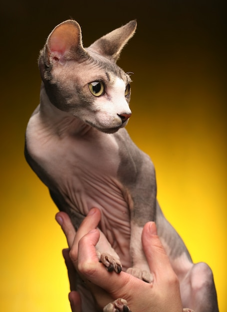 Little fun sphynx  cat.