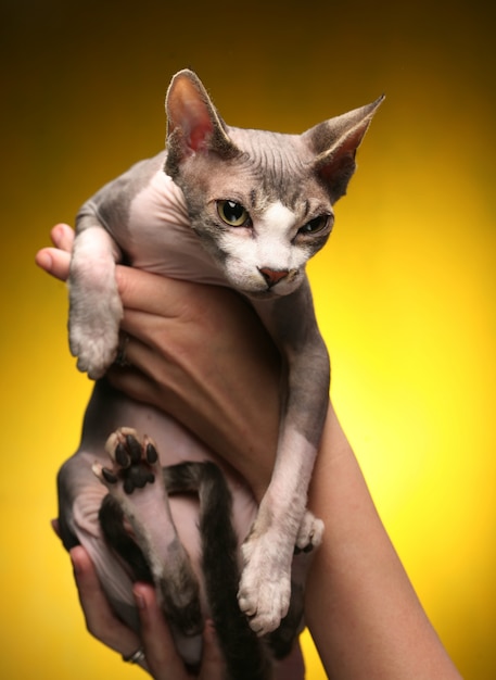 Little fun sphynx cat.