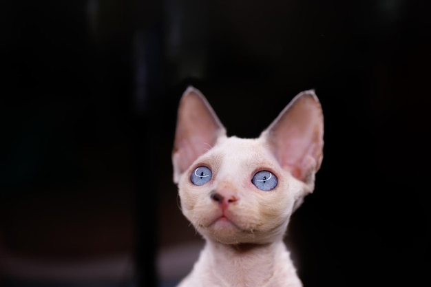 Little funny cat with big blue eyes looks away