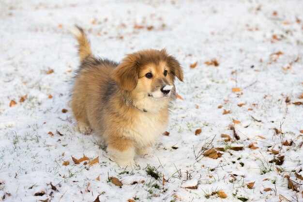 Little funny corgi fluffy puppy walking outdoors