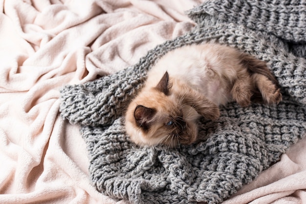 Little funny kitten on knitted plaid