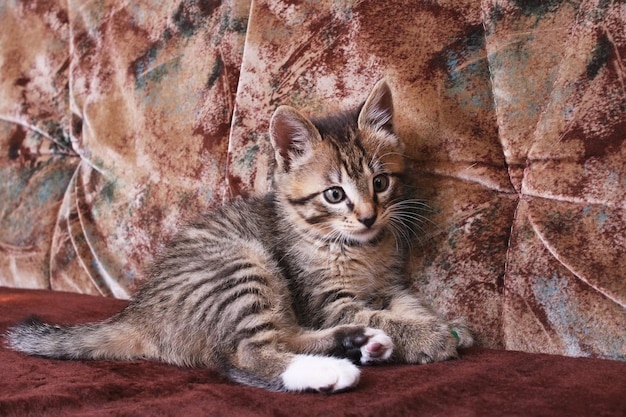 Little funny kitten lying on the couch