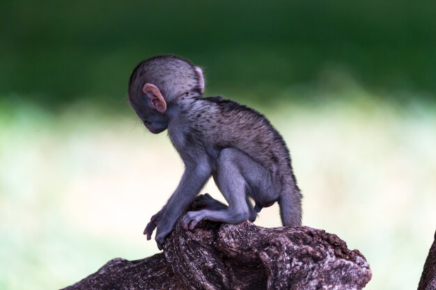 Little funny monkey is playing on the floor or on the tree