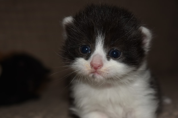 Маленький пушистый котенок играет на диване