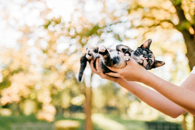 Little furry purebred cat