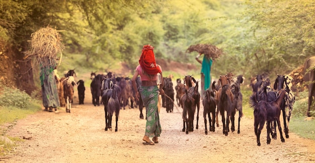 Little garasiya community girl in stable with flock of\
goat