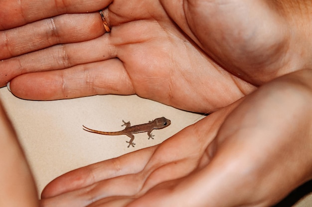 Фото Маленький геккон в женских нежных руках