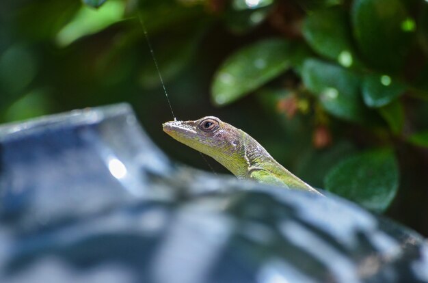 Little geko walks over some objects.