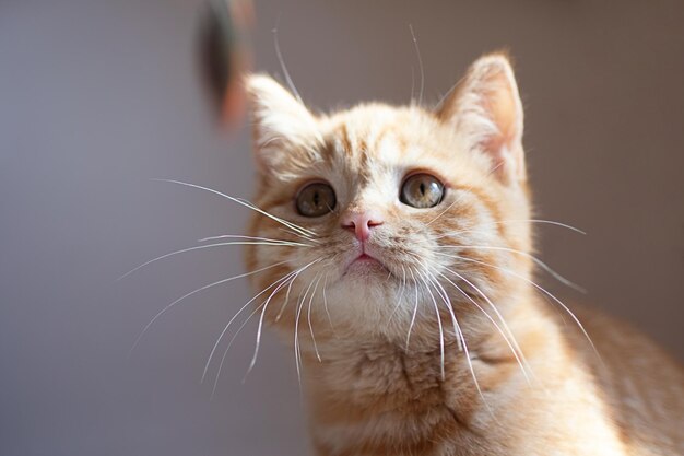 小さな生姜猫が羽からおもちゃで遊ぶ