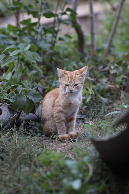 little ginger cat posing for the camera domestic kitten