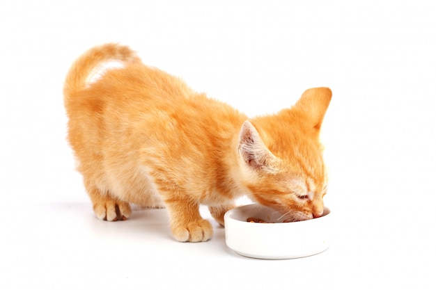 Little ginger kitten eats cat food from a bowl.