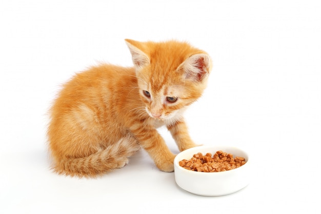 작은 생강 고양이는 그릇에서 고양이 음식을 먹는다.