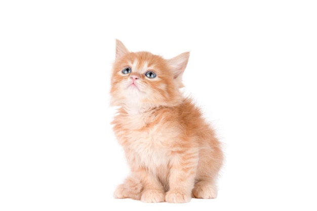 little ginger kitten looks up isolated