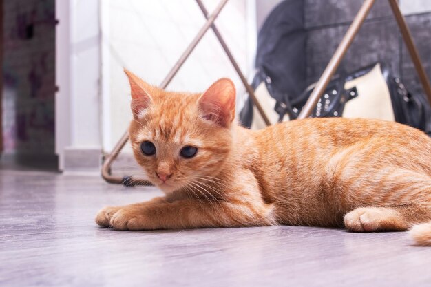 Little ginger kitten sits on the carpet