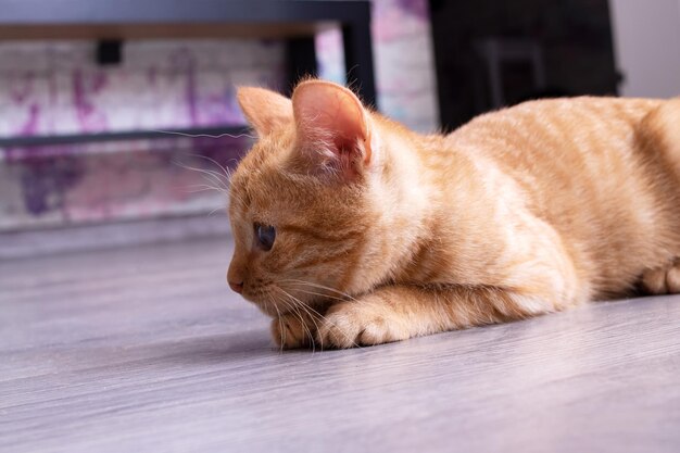 小さな生姜の子猫がカーペットの上に座っています