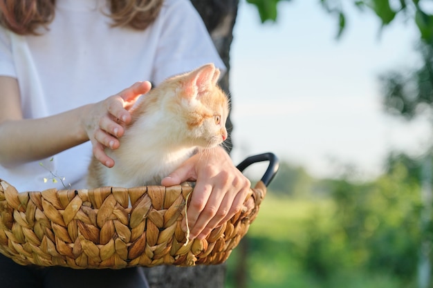 Little ginger kitten sitting in basket, on hands of little child girl. Nature in garden, sunny spring summer day, rustic style, copy space