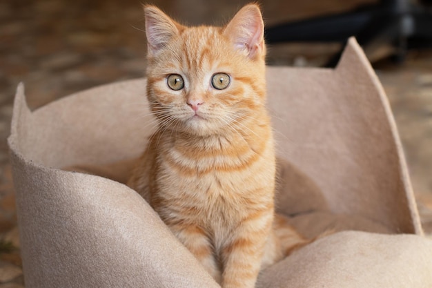 彼のソファに座っている小さな生姜の子猫