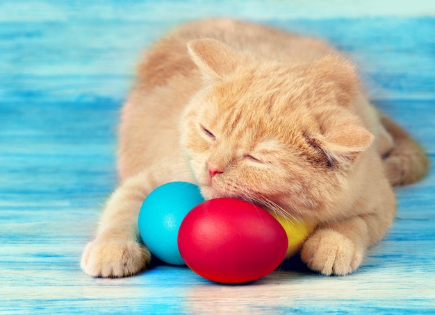 Little ginger kitten sleeping on blue grunge wooden table and holding three colored eggs