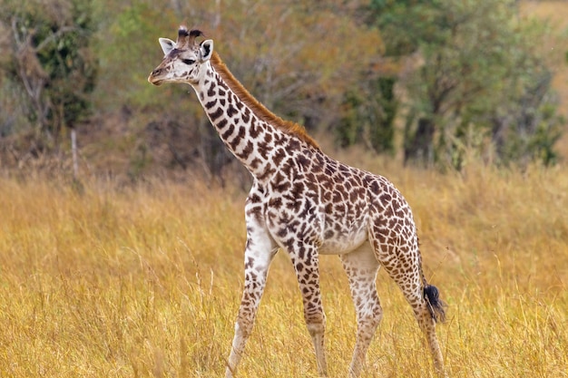 Piccola giraffa nella radura kenya africa