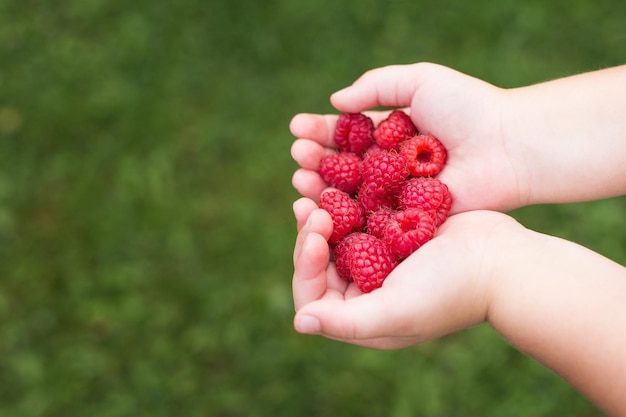 Little girl child holding a handful of red berriesraspberries