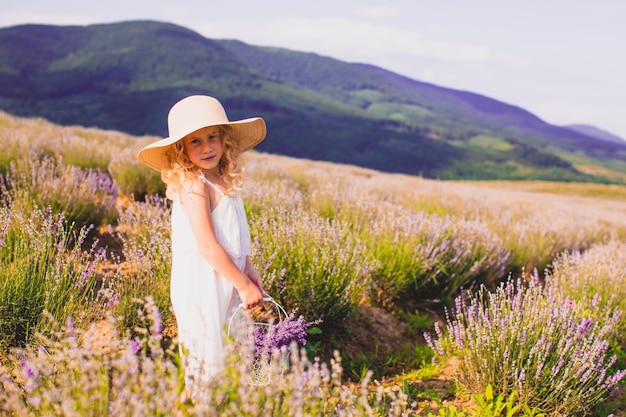 The little girl collects flowers on a lavender field