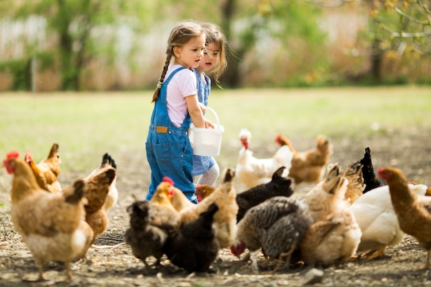 Little girl feeding chickens