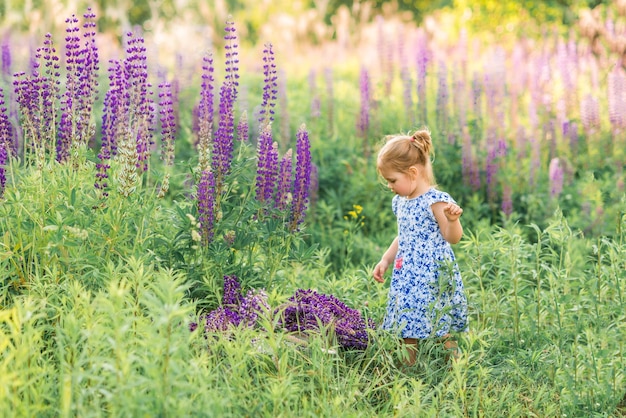 Little girl in a field of lupins