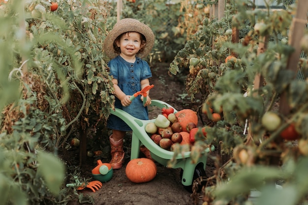 Маленькая девочка собирает урожай овощей и фруктов и кладет его в садовую тачку молодой фермер