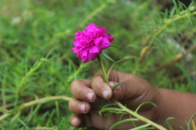 Portulaca Grandiflora 식물 정원 근접 촬영에서 이끼 장미 꽃을 들고 있는 어린 소녀 스톡 사진