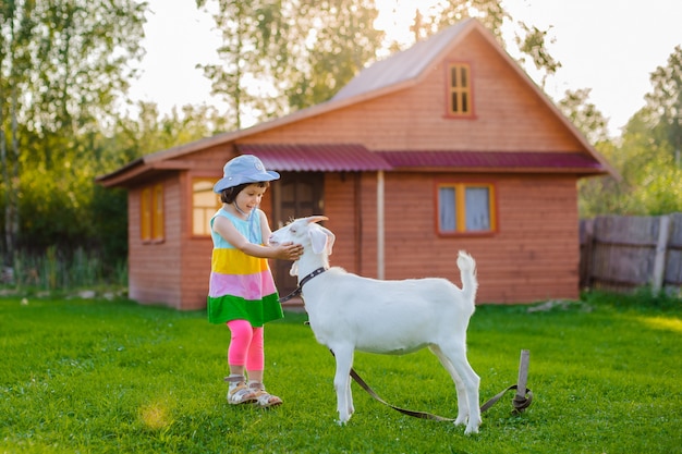 A little girl is feeding a goat on the lawn a sunny summer, in a country in Russia.