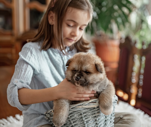 A little girl is playing with her little and fluffy puppy.