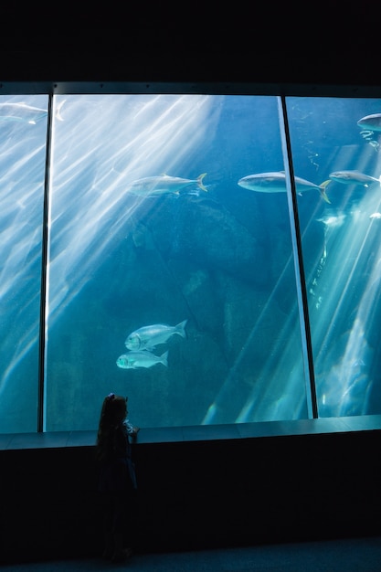 Little girl looking at fish tank