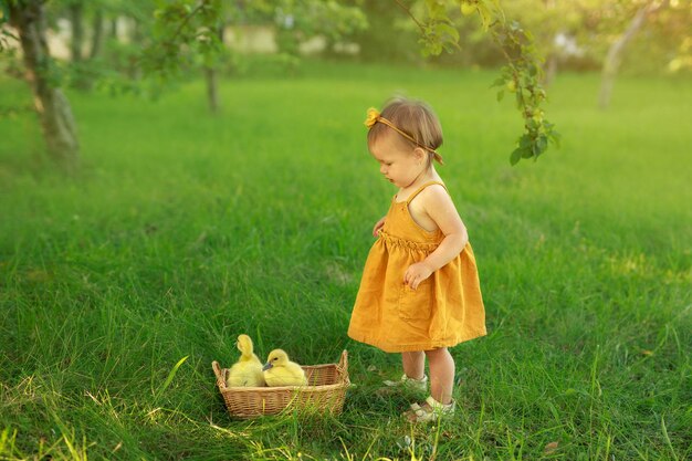 Маленькая девочка с интересом смотрит на корзину с маленькими уточками