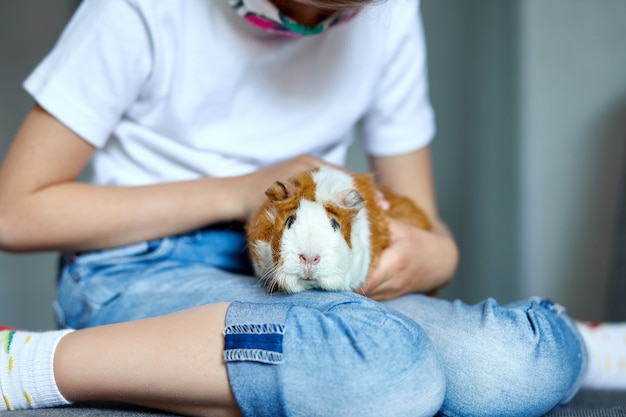 Little girl in mask playing with red guinea pig, cavy at home at sofa while in quarantine.