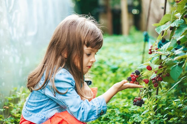 Little girl picking blackberry