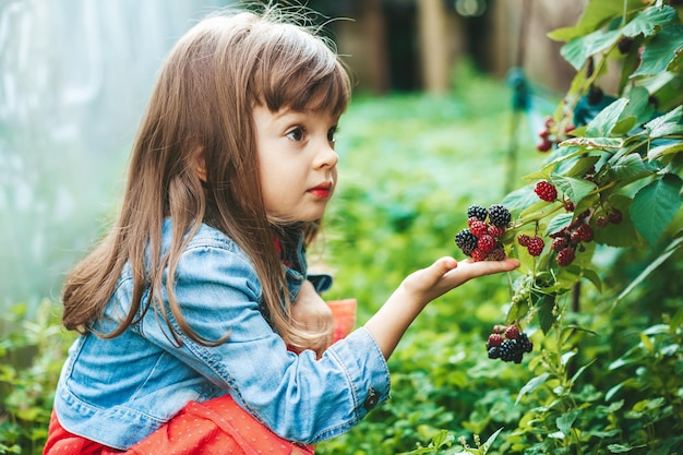 Little girl picking blackberry