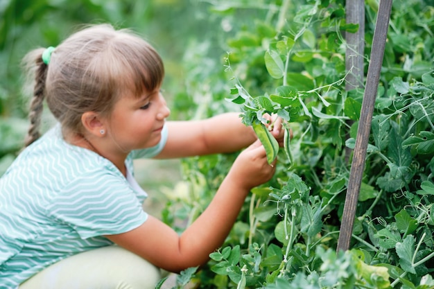 庭でグリーンピースを選ぶ少女。秋の野菜の収穫。えんどう豆