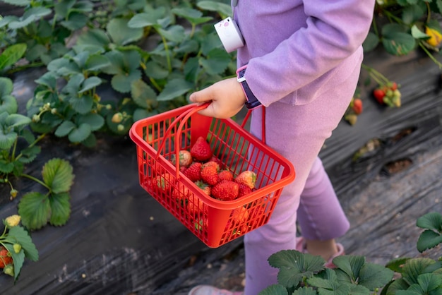 Photo the little girl picking strawberries